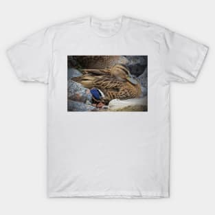 Mallard Hen T-Shirt